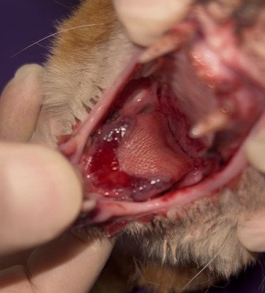 口腔溃疡猫