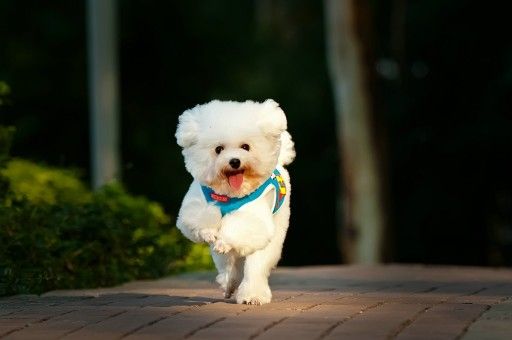 博美犬和比熊犬哪个大(博美犬)