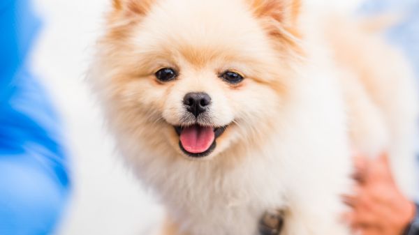 pomeranian 博美