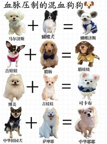 血脉压制的混血狗狗，惊掉下巴！