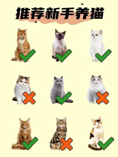 新手养猫必看！这 5 种猫咪超省心