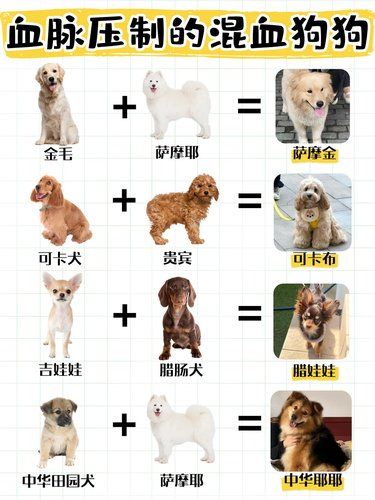 哇塞！这些混血狗狗也太绝了吧