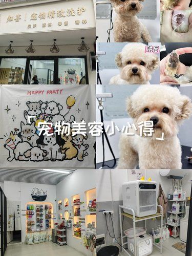 泰迪小狗洗护日记 ～