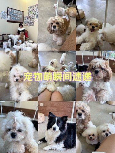 在福州！被狗狗包围的快乐谁懂！！！