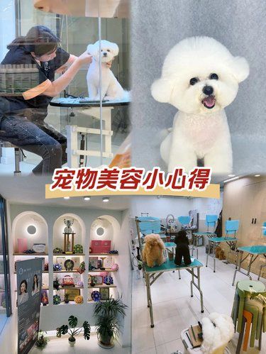 宠物也要美美哒