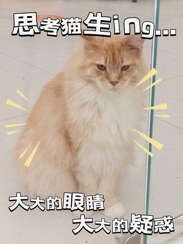 瞅啥瞅?想撸猫，鱼干带了没?