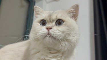 联合医院吴波雄医生