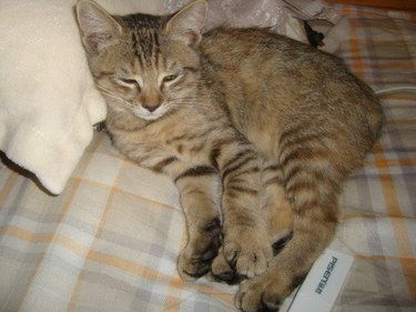 带猫猫来联合打疫苗了！