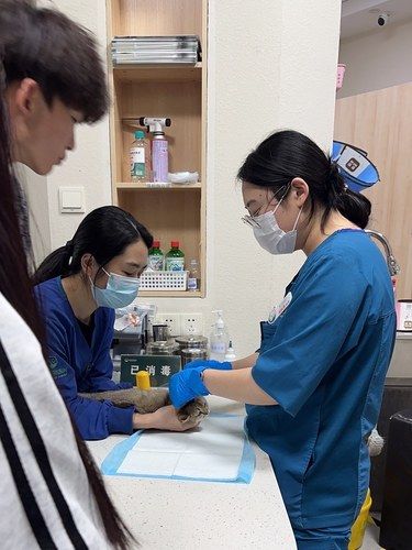 喵喵采耳啦