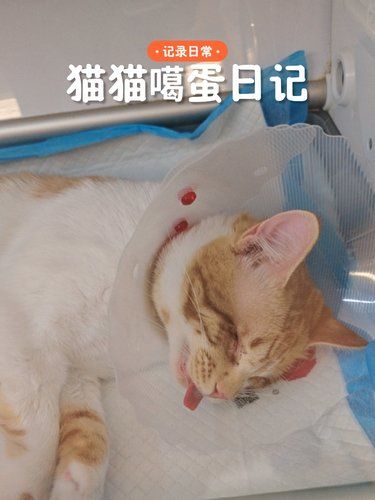 终于给我家逆子绝育啦