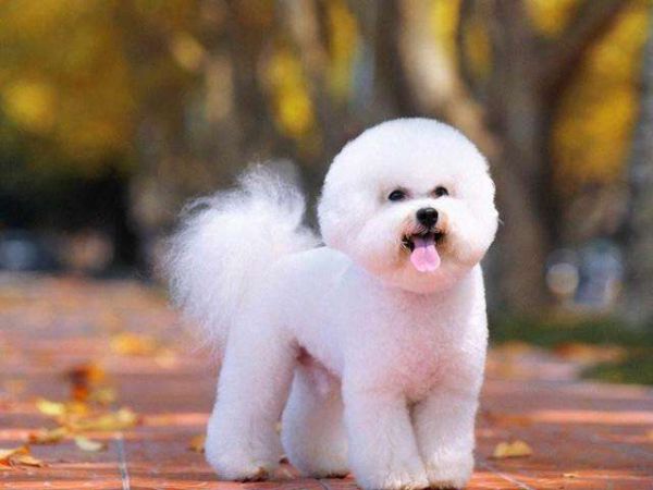 比熊犬简介