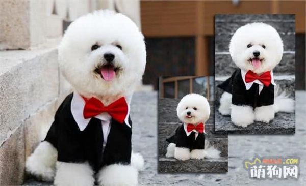 小型犬—比熊犬Bichon Frise