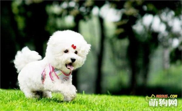 小型犬—比熊犬Bichon Frise