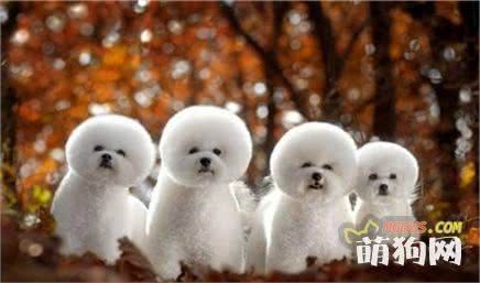 小型犬—比熊犬Bichon Frise