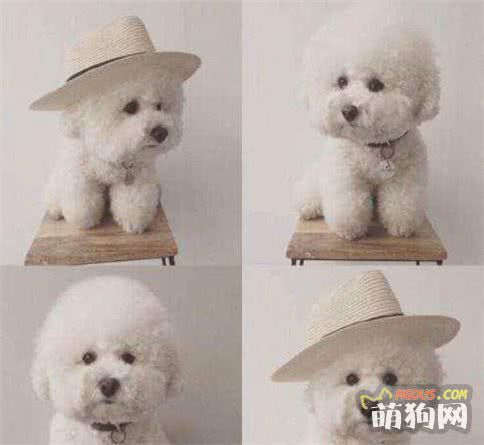 小型犬—比熊犬Bichon Frise