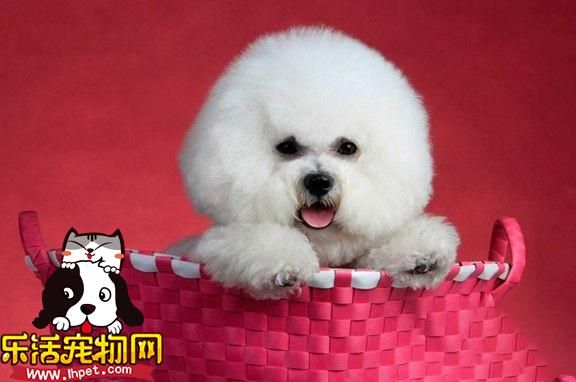 怎么让比熊犬更加好养