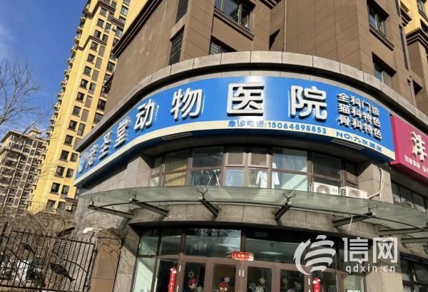 3·15在行动丨宠物猫做绝育手术三小时后死亡，青岛宠圣堂动物医院拒不担责