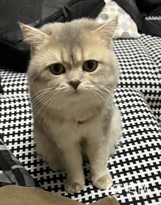 3·15在行动丨宠物猫做绝育手术三小时后死亡，青岛宠圣堂动物医院拒不担责