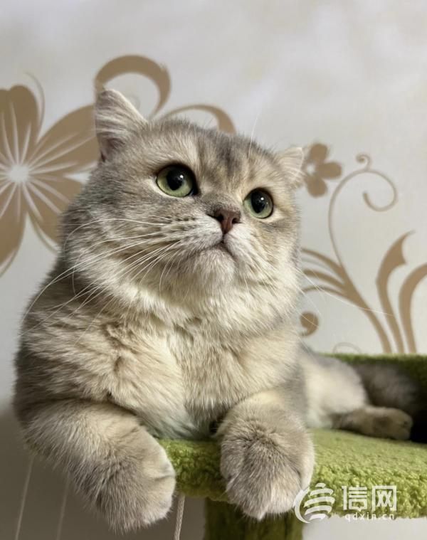 3·15在行动丨宠物猫做绝育手术三小时后死亡，青岛宠圣堂动物医院拒不担责