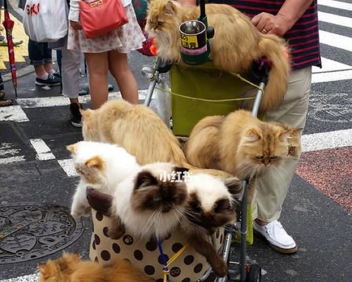宠物猫的重要性——为什么没有溜猫（从历史）