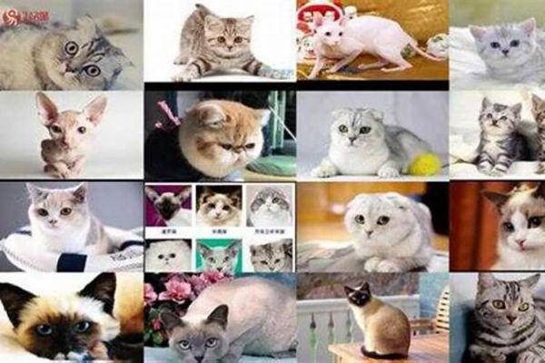 宠物猫英文名字大全洋气
