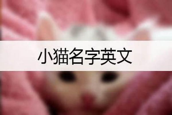 宠物猫英文名字大全洋气