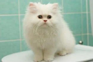 一、波斯猫：优雅的宠物之选