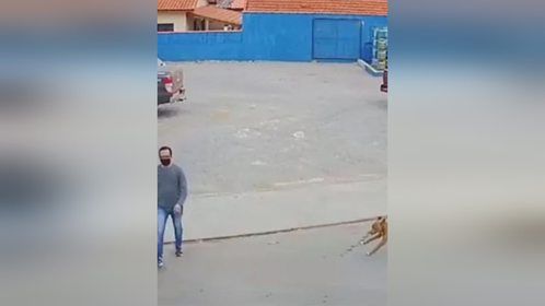 男子刚下车过马路，谁料忽然冲过来一条狗，下一秒请憋住别笑！