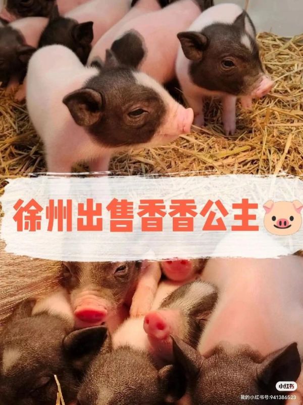小香猪宠物：萌宠还是巨型猪？你需要了解的真相！