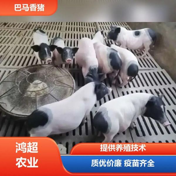 小香猪宠物：萌宠还是巨型猪？你需要了解的真相！