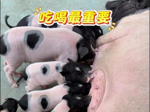 小香猪宠物：萌宠还是巨型猪？你需要了解的真相！