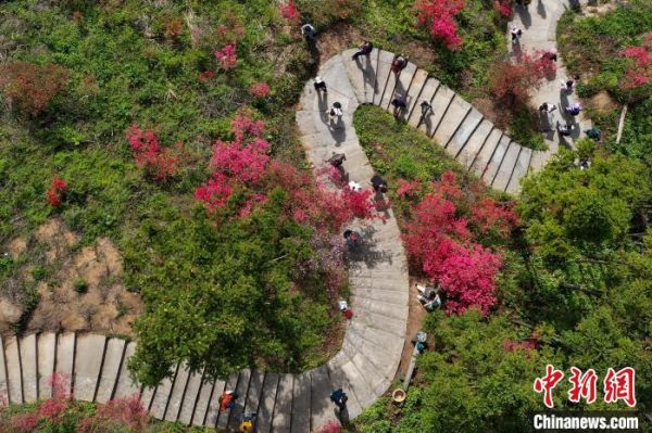 游客在安徽省安庆市岳西县莲云乡平岗村赏花。(无人机照片) 张娅子 摄