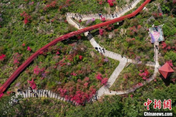 游客在安徽省安庆市岳西县莲云乡平岗村赏花。(无人机照片) 张娅子 摄