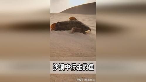 沙漠中行走的鱼，塞阿腊甲鲶
