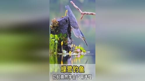 从发现猎物到成功捕捉，整个过程用时不到0.1秒。