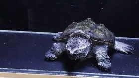 鳄龟宠物养殖攻略：水塘养鳄龟，轻松上手！