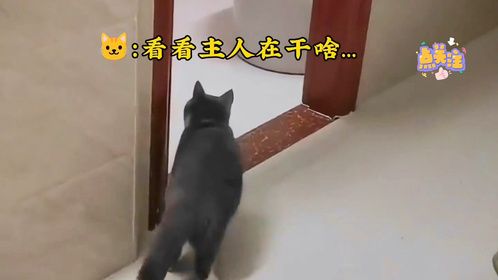 被吓坏的萌宠会怎么样