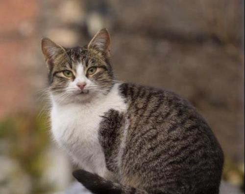 探究猫咪为何喜欢闻（从猫咪的嗅觉）
