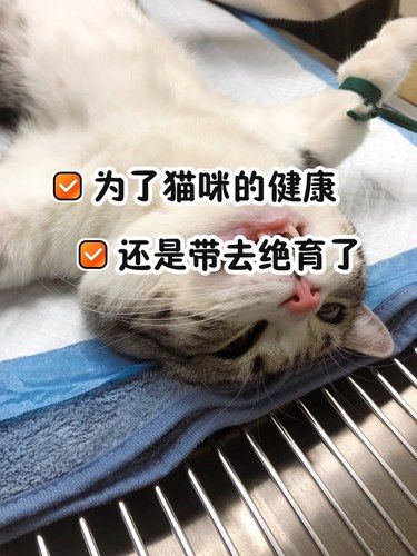考虑了很久，还是决定带猫咪去绝育了…