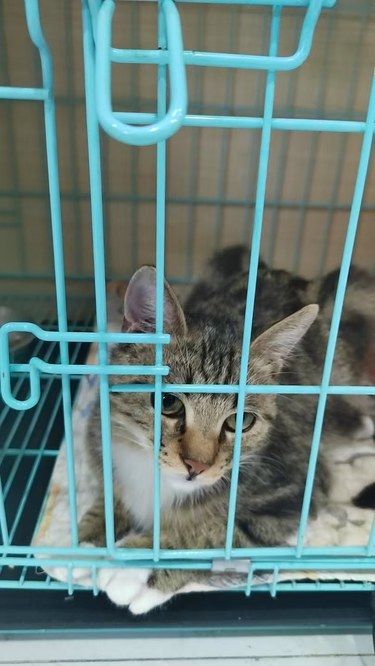 带小猫去专业卫生安全的医院