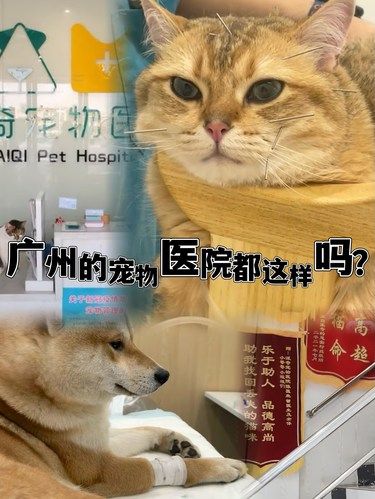 广州的宠物医院都这样吗❓
