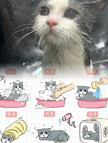 给猫洗个澡原来这么麻烦[流泪]熊孩子一直闹怎么办