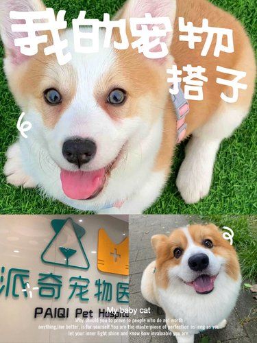宠物生病别慌，大沙东有家超靠谱的医院