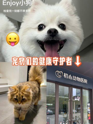 萌宠微笑超治愈——初心动物医院