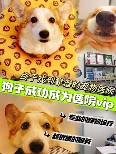 7岁狗子绝育记‼️这家宠物医院真的绝