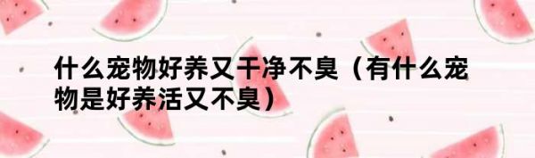 什么宠物好养又干净不臭（有什么宠物是好养活又不臭）