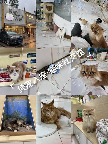 凭宠入座·猫咪社交馆