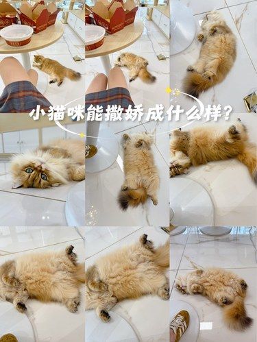 这就是凭宠臭***无下限的小猫‼️