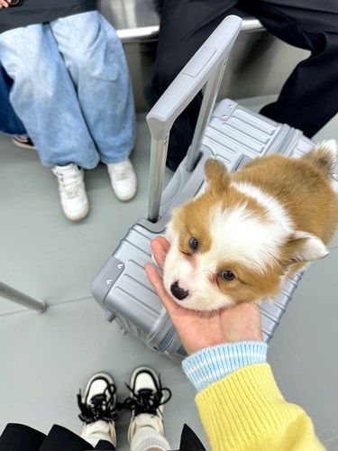 起猛啦！武汉地铁惊现“逃票”小狗