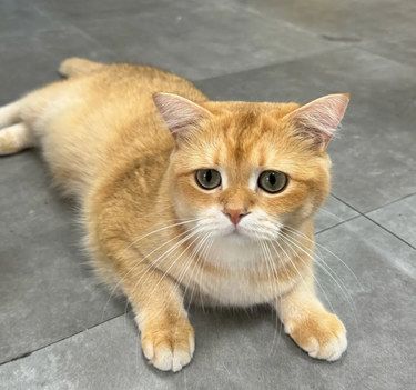 妙手空空如也的小猫咪